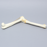 Canine Elbow, Solid Foam, Right