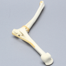 Canine Elbow, Solid Foam, Right