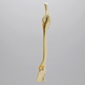 Canine Forelimb with Valgus