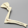 Canine Shoulder and Elbow