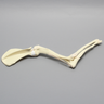 Canine Shoulder and Elbow