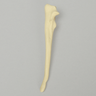 Canine Ulna, Toy Breed