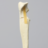 Canine Ulna with Three-Part Olecranon Fracture, Solid Foam