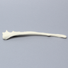 Canine Ulna, Solid Foam, Medium