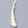 Canine Ulna, Solid Foam, Medium