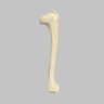 Canine Humerus, Foam Cortical, Small