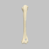 Canine Humerus, Foam Cortical, Small