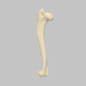 Canine Humerus, Foam Cortical, Small