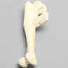Canine Humerus with Distal Third Transverse Shaft Fracture, Solid Foam