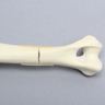 Canine Humerus with Distal Third Transverse Shaft Fracture, Solid Foam