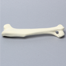 Canine Humerus, Solid Foam Canine Humerus, Solid Foam