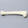 Canine Humerus, Solid Foam Canine Humerus, Solid Foam