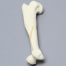 Canine Humerus with Long Oblique Fracture, Foam Cortical