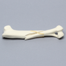 Canine Humerus with Long Oblique Fracture, Foam Cortical