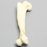Canine Humerus with Distal Diaphyseal Butterfly Fracture, Foam Cortical