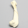 Canine Humerus with Distal Diaphyseal Butterfly Fracture, Foam Cortical