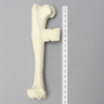 Canine Humerus with Distal Condylar Fracture, Foam Cortical