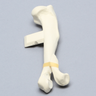 Canine Humerus with Distal Condylar Fracture, Foam Cortical