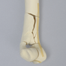 Canine Humerus with Fracture, Enlarged, Solid Foam