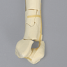 Canine Humerus with Fracture, Enlarged, Solid Foam