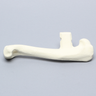 Canine Humerus, Enlarged, Solid Foam