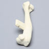Canine Humerus, Foam Cortical, Large