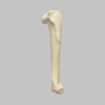 Canine Humerus with 13 mm Canal, Foam Cortical