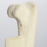Canine Humerus with Vise Attachment, Foam Cortical
