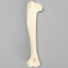 Canine Humerus, Foam Cortical, Left