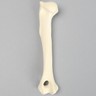 Canine Humerus, Foam Cortical, Left