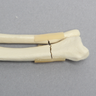 Canine Radius and Ulna with Distal Transverse Fractures, Solid Foam, Small