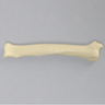 Canine Radius, Solid Foam, Small