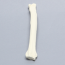 Canine Radius with 20 PCF Density, Solid Foam