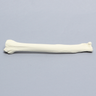 Canine Radius with 20 PCF Density, Solid Foam