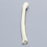 Canine Radius with 20 PCF Density, Solid Foam