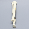 Canine Forelimb with Fractures, Solid Foam Canine Forelimb with Fractures, Solid Foam