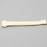 Canine Radius with Midshaft Transverse Fracture, Solid Foam, Right