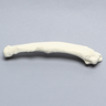 Canine Radius with Pathology, Solid Foam