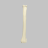 Canine Radius, Solid Foam, Left