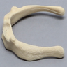 Hyoid Bone, Component of Palate/Tongue Complex