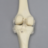 Orthopaedics in Action™ Anatomy of a Knee Injury Module