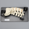 Lateral Lumbar Holder with Spine