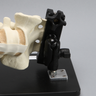 Lateral Lumbar Holder with Spine