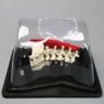 Lateral Lumbar Holder with Cover, Spine, and Muscle
