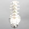 Lumbar Vertebrae with Pedicle Tunnels, L1-Sacrum