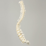 Spine, C1 to Sacrum with Pedicle Drilling and Reinforced Flex Rod, Full