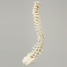 Spine, C1 to Sacrum with Pedicle Drilling and Reinforced Flex Rod, Full