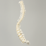 Spine, C1 to Sacrum, with Reinforced Flex Rod, Full