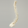 Spine, C1 to Sacrum, with Reinforced Flex Rod, Full