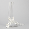 Foot and Ankle without Stand, Solid Clear Plastic
